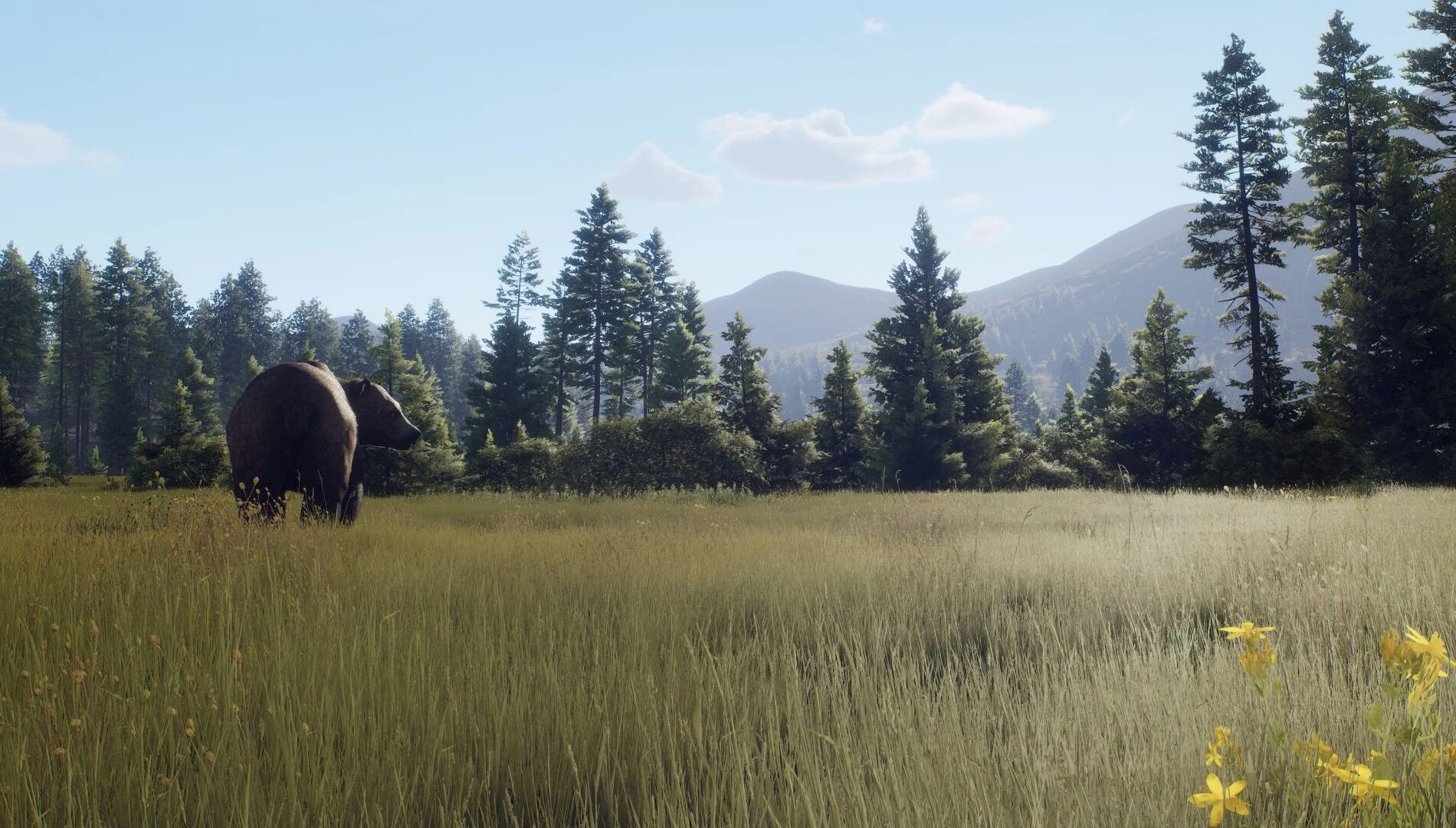 A bear stands in a grassy meadow with pine trees and mountains, capturing the essence of wilderness exploration