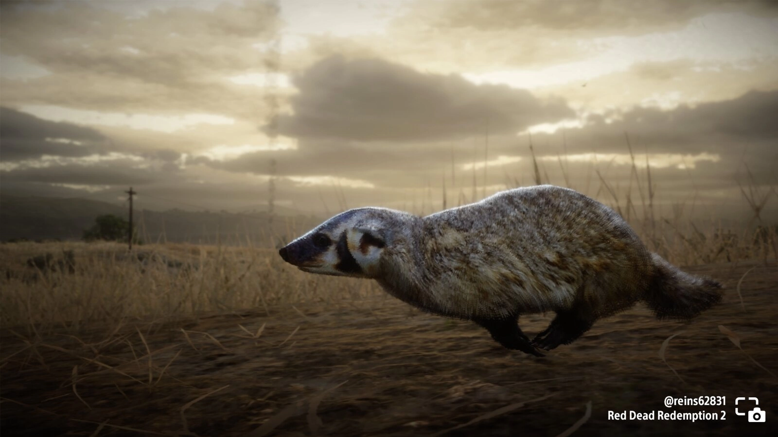A badger dashes across a dusty landscape under a cloudy sky in Red Dead Redemption 2